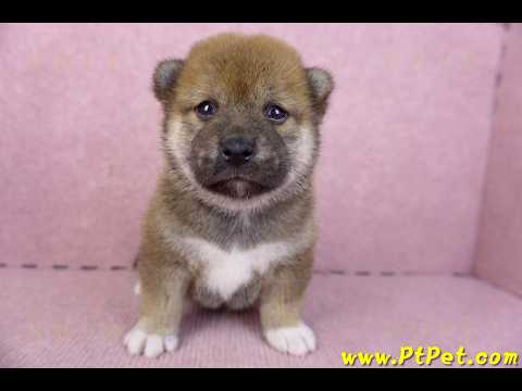 02/05赤色柴犬母幼犬1號(新北永和)