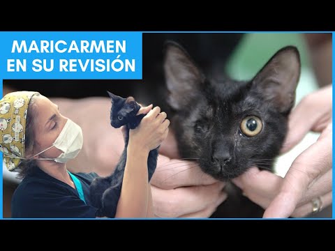 ¿OS ACORDÁIS DE MARICARMEN? 🐈  Gatita que perdió un ojo