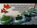 Pelihara Ikan Guppy Di Galon Tanpa Aerator Dan Ganti Air Hasilnya Mewah MS 484