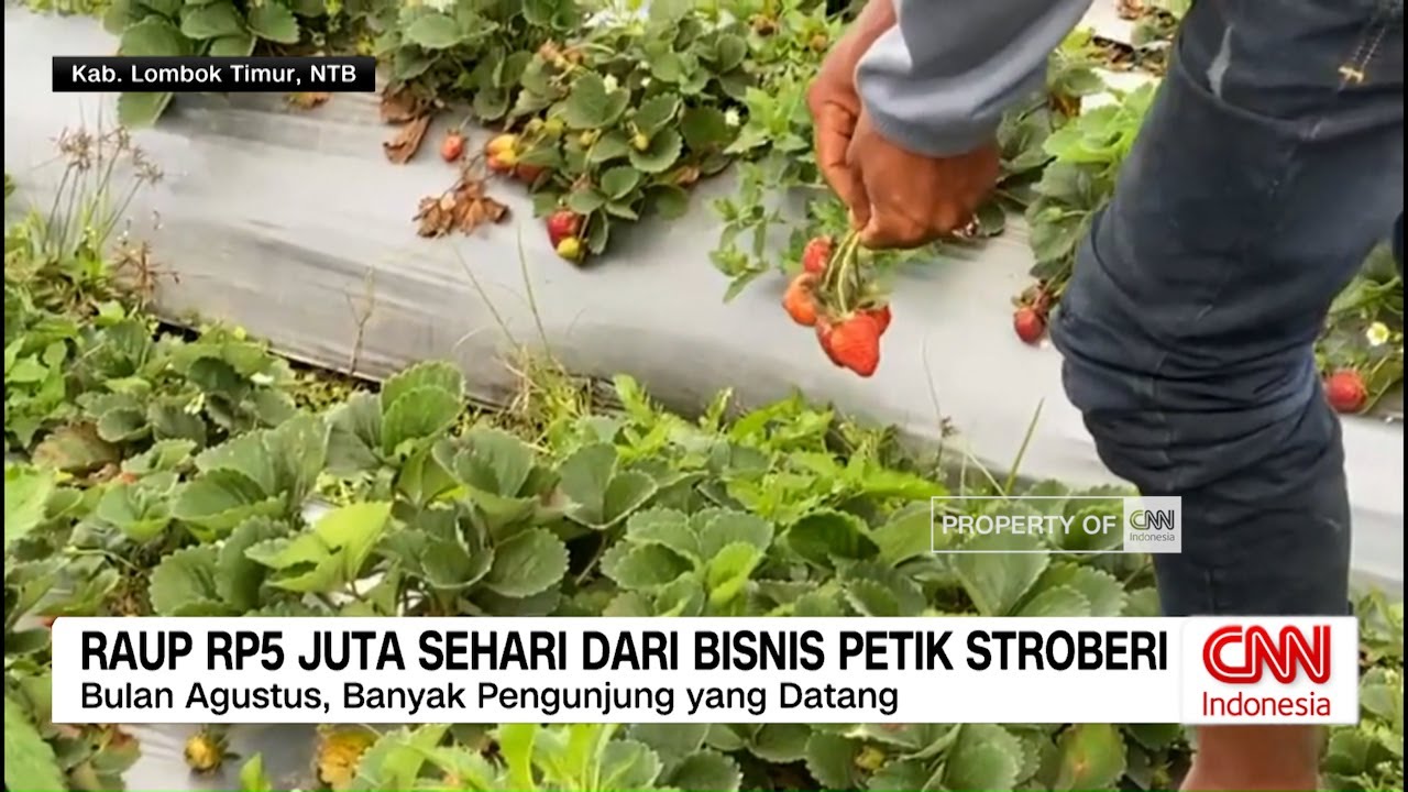 Raup Rp5 Juta Sehari dari Bisnis Petik Stroberi