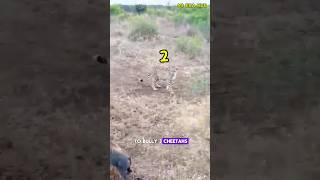 Download lagu Fearless Baby Warthog Takes On Three Cheetahs! Animals mp3