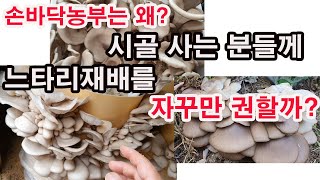 시골 살면서 이 재미있고 신나는 느타리버섯 재배 안 할 이유 없어(버섯 재배, 느타리 버섯 재배 좋은 점, …