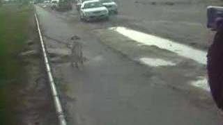 pet stranger