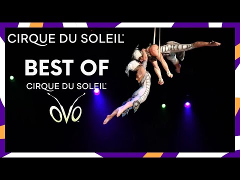 The Best of OVO | Cirque du Soleil