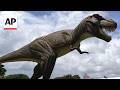Why meat-eating dinosaurs like T. rex evolved to have tiny arms