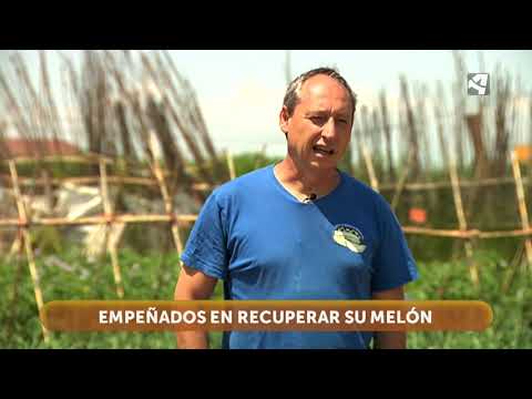 Melón de Torres de Berrellén