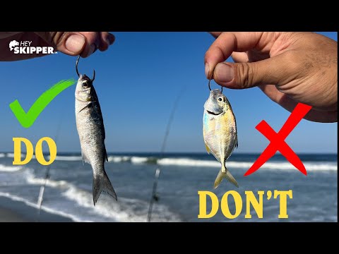 EPIC Surf fishing Method w/ LIVE Bait | Do’s and Don’ts to Catch MORE Fish | Top Beach Fishing Tips