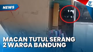 DETIK-DETIK MACAN Tutul Serang 2 Warga Bandung hingga Terluka, BKSDA Turun Tangan