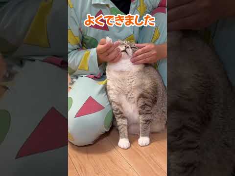 目薬と猫 #猫 #cat #ねこチャックの日常 #保護猫 #猫好きさんと繋がりたい #猫動画 #多頭飼い #ねこ #猫のいる暮らし #cats