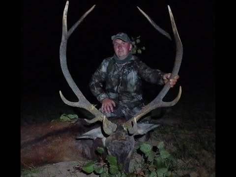 Polowanie na dziki, drapieżniki i byka. Wildboar hunting