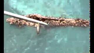 Get rid of termites - Massive Termite Attack!