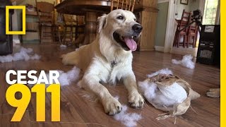 Why Does My Dog Have Separation Anxiety? | Cesar 911
