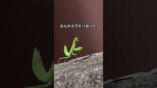 この後カマキリに睨まれました