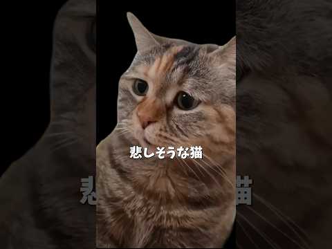 雌ヒョウ