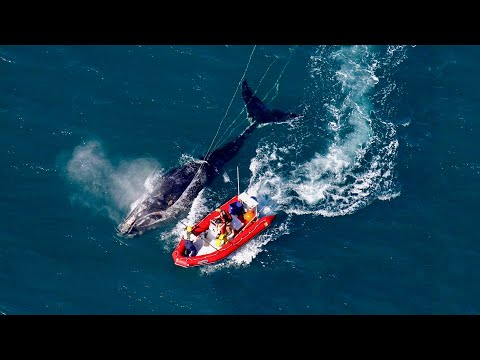 Trailer ENTANGLED I Selección Oficial de Largometrajes PEFF 2021