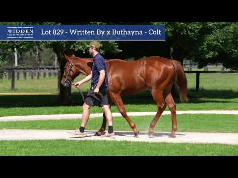 Lot 829 - Written By x Buthayna - Colt