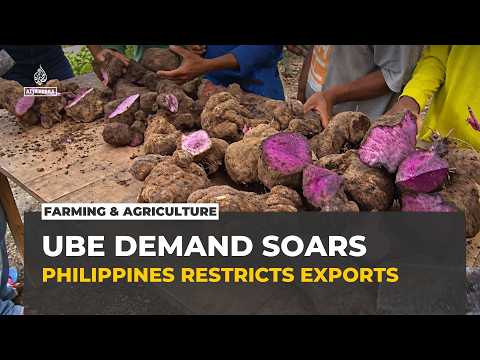 Philippines restricts ube exports as global demand strains Indigenous farmers