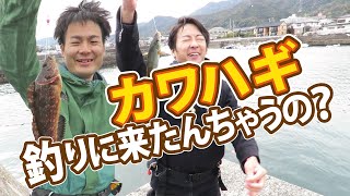 カワハギを釣りにきたんだが