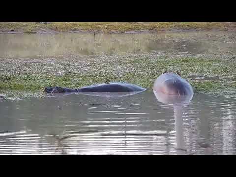 Djuma: Hippos and Egyptian Geese - 16:55 - 06/20/2022
