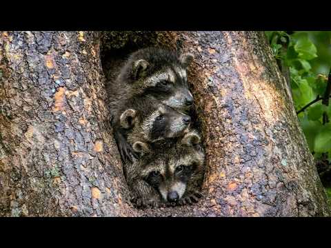 CUTE BUT DEADLY: Nature’s Most Unexpected Killers!