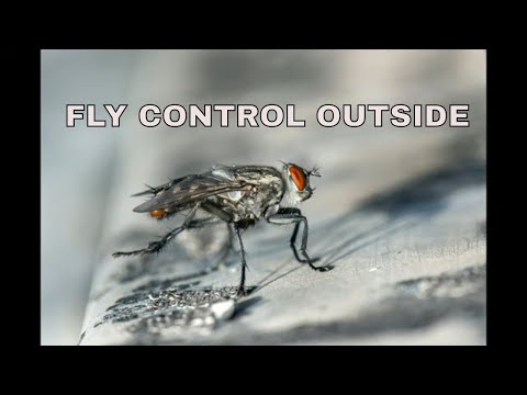 image-Why are there so many flies in the Australian desert?