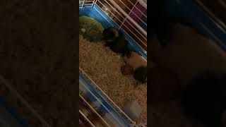 Crested Guinea Pig Rodents Videos