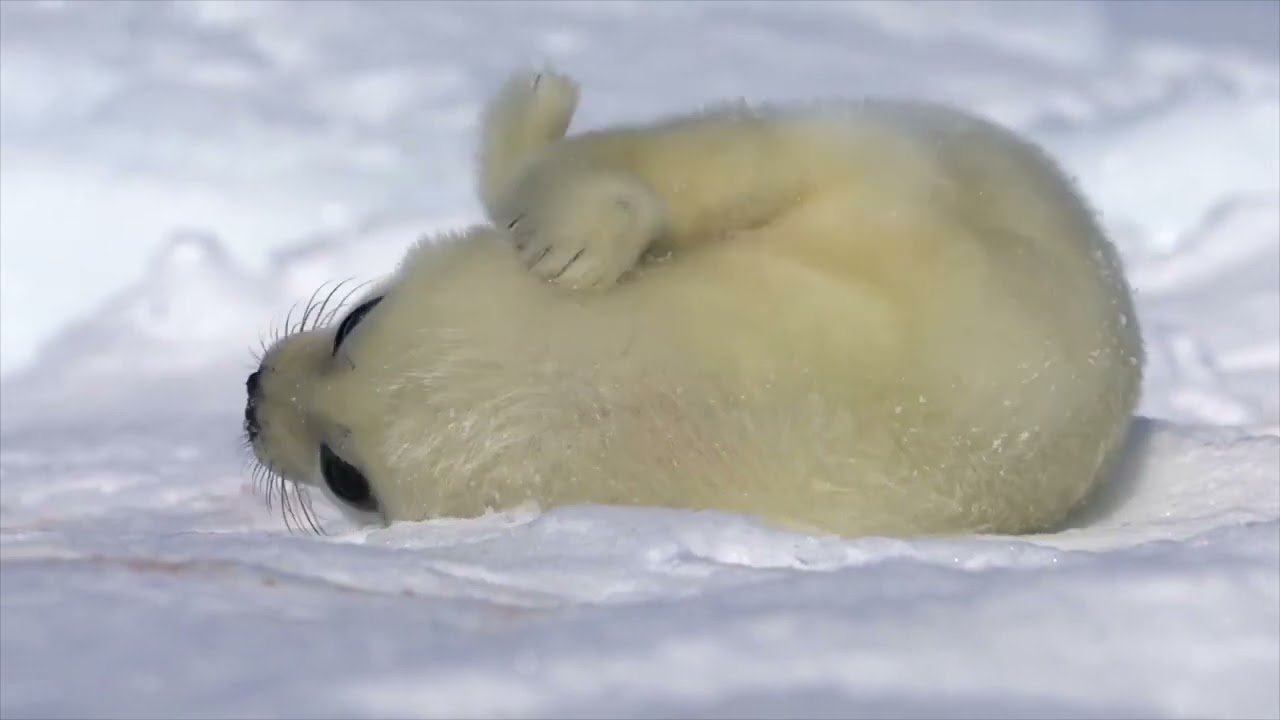 Voices of baby harp seal / アザラシの赤ちゃん鳴き声集