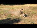King Cheetah Run At HESC
