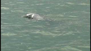 preview picture of video 'Dolphin throws a kiss to us by Scarlet Colley South Padre Island'