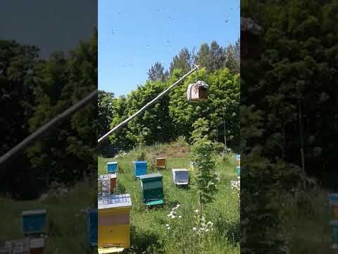 Вылетевший рой пчел