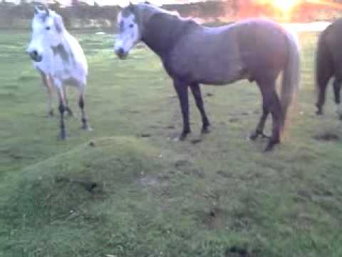 Burbuja de Pasto en Paso Antolin - Colonia del Sacramento-