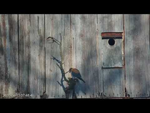 Male Kestrel Delivers Breakfast To His Mate In Wisconsin – April 13, 2020