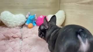 フレンチブルドッグの動画01