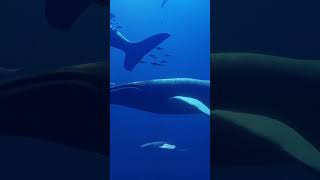 Download lagu WHALE EATEN BY SEA MONSTER #shortvideo #videoshorts #layar13 mp3