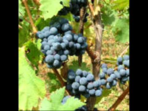 Anamarija Ćavarušić - Hercegovka mala.wmv