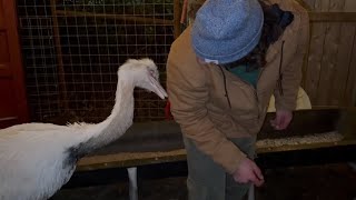 Download lagu Kevin Delayed His Attack mp3 Download lagu Kevin Delayed His Attack mp3