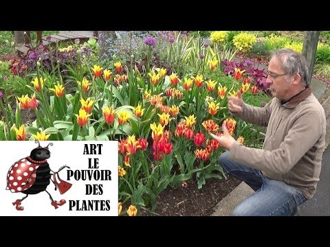 Tuto jardin:création massif de bulbes:tulipes, alliums, narcisses, plantation, entretien, arrachage
