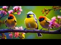 Relaxing Sleep Music: Deep Meditation Music, Bird sounds , 