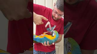Rachel Blue and Gold Macaw Practice Laying on Back