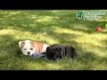 Mixed Breed dogs for sale: Rylee - Video 1
