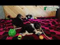 Morkie dogs for sale: Max - Video 1