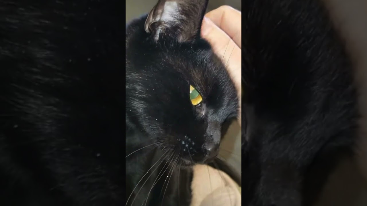Enlarge Rascal, a Adoptable Domestic Short Hair in Stamford, CT video 5/5