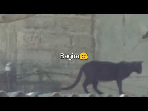 Bagira