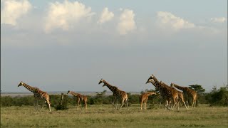 Giraffe | Weird Animal Searches | BBC Studios