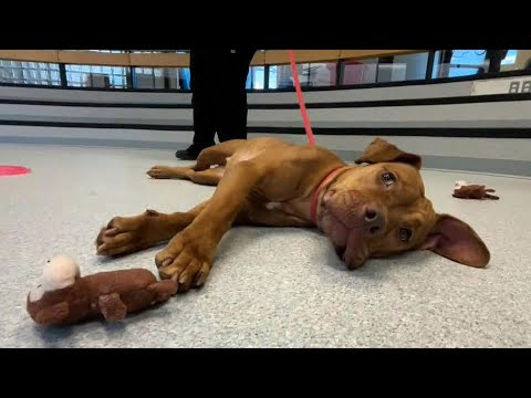 Toronto waives adoption fees for large dogs in new holiday campaign