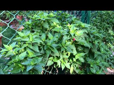 Mirabilis jalapa, the Four O’Clock Flower