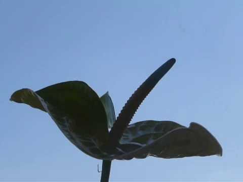 Yiannis Markopoulos - Christos Anesti... - Pascha - White Anthurium - 12-04-2015