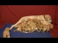 "Malted Milk Blues"  Lucinda Williams (Labrador nursing 13 puppies!)