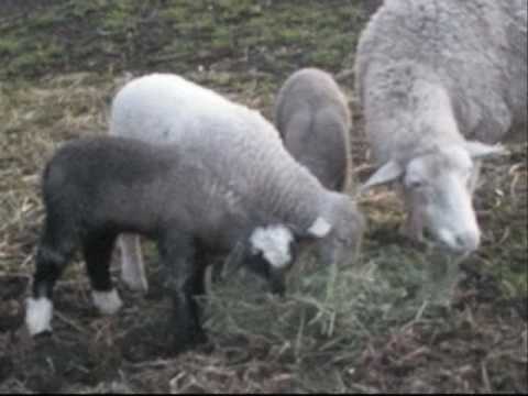 CUTE Baby Lambs!