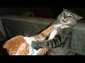 New Funny Animal Whatsapp Status